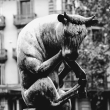 Pensive Bull in Catalunya